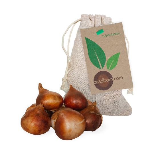 7 tulip bulbs in a bag