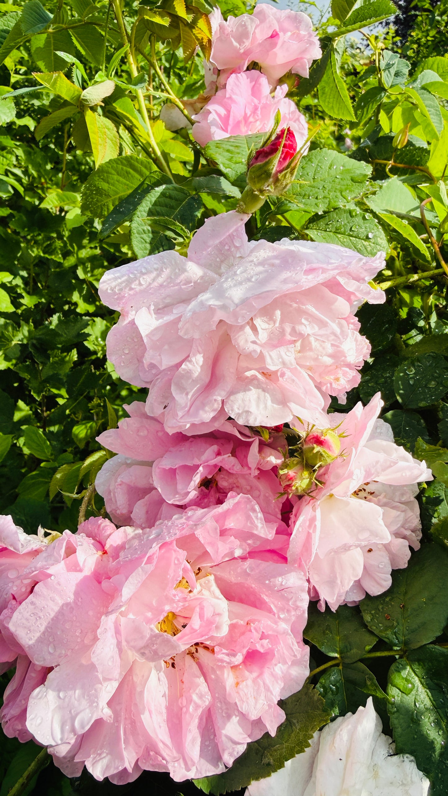 Geschenkset Buch Rosen & OriginalLöwe 9.107