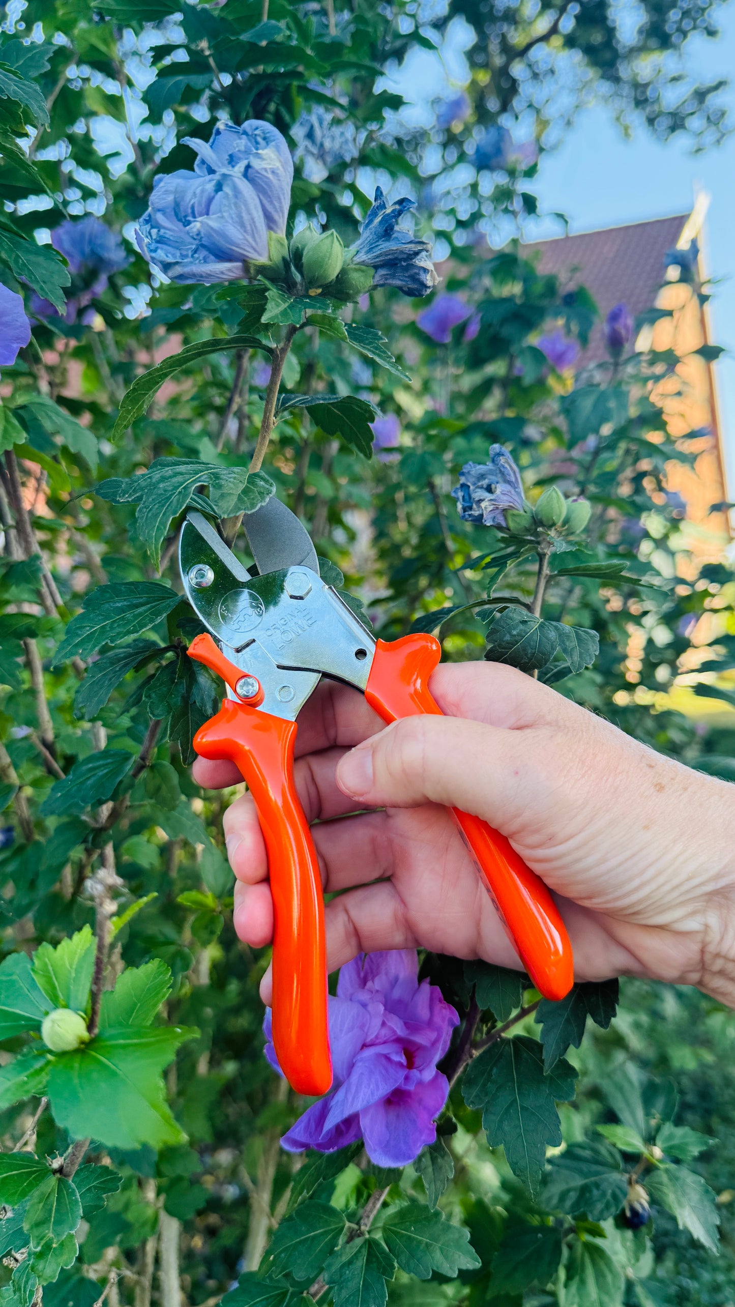 Original Löwe 5.107 anvil shears with curved handle