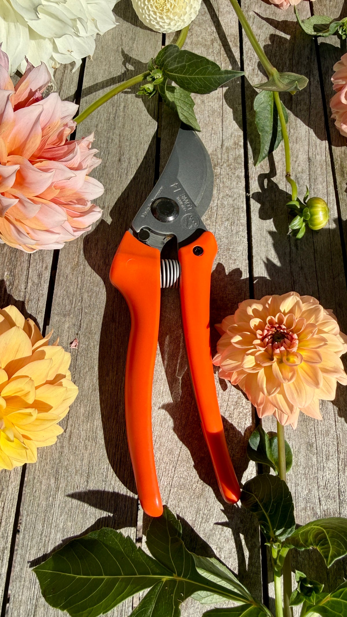 Original Löwe 14.107 Bypass scissors with curved handle