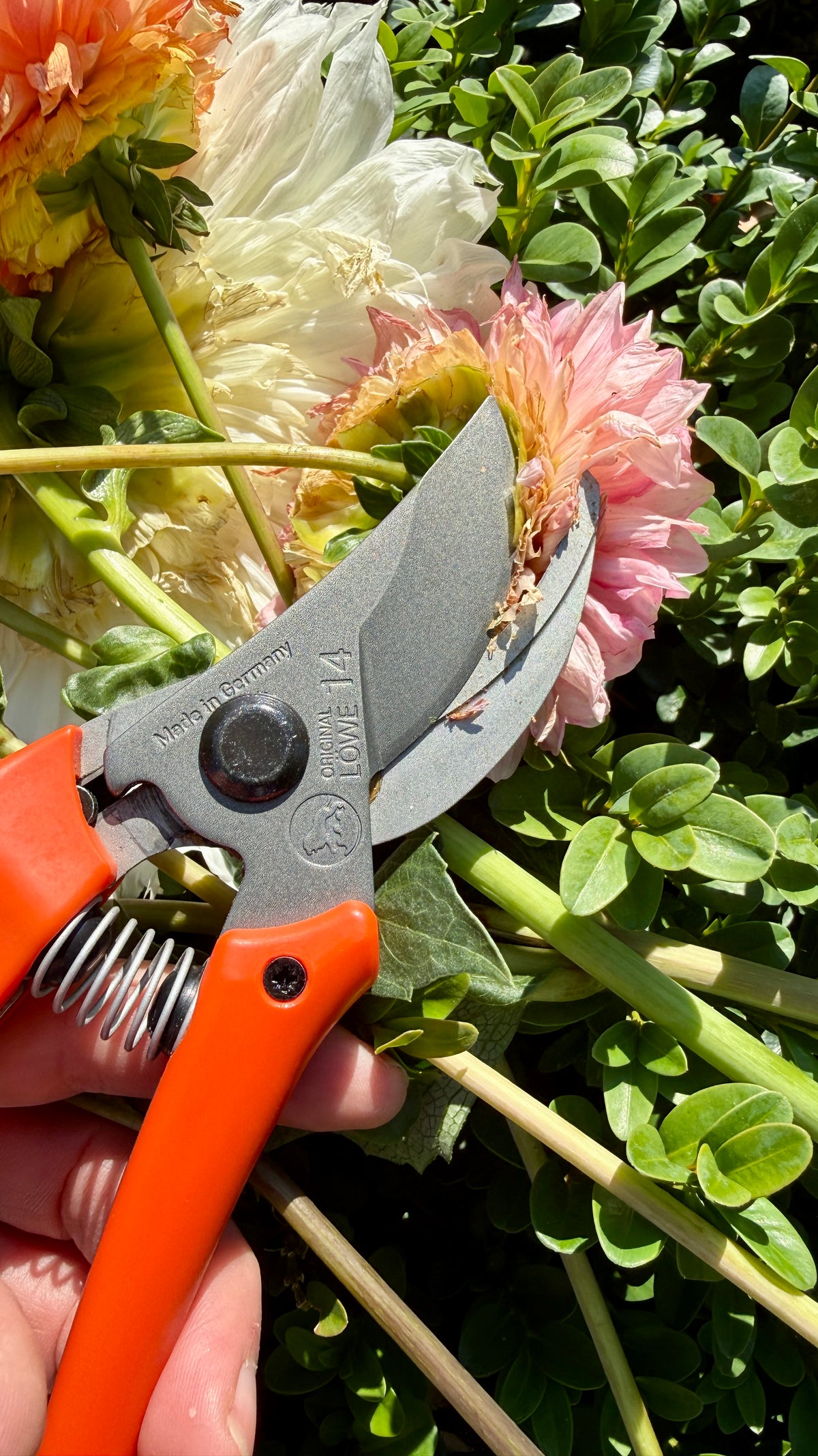Original Löwe 14.107 Bypass scissors with curved handle