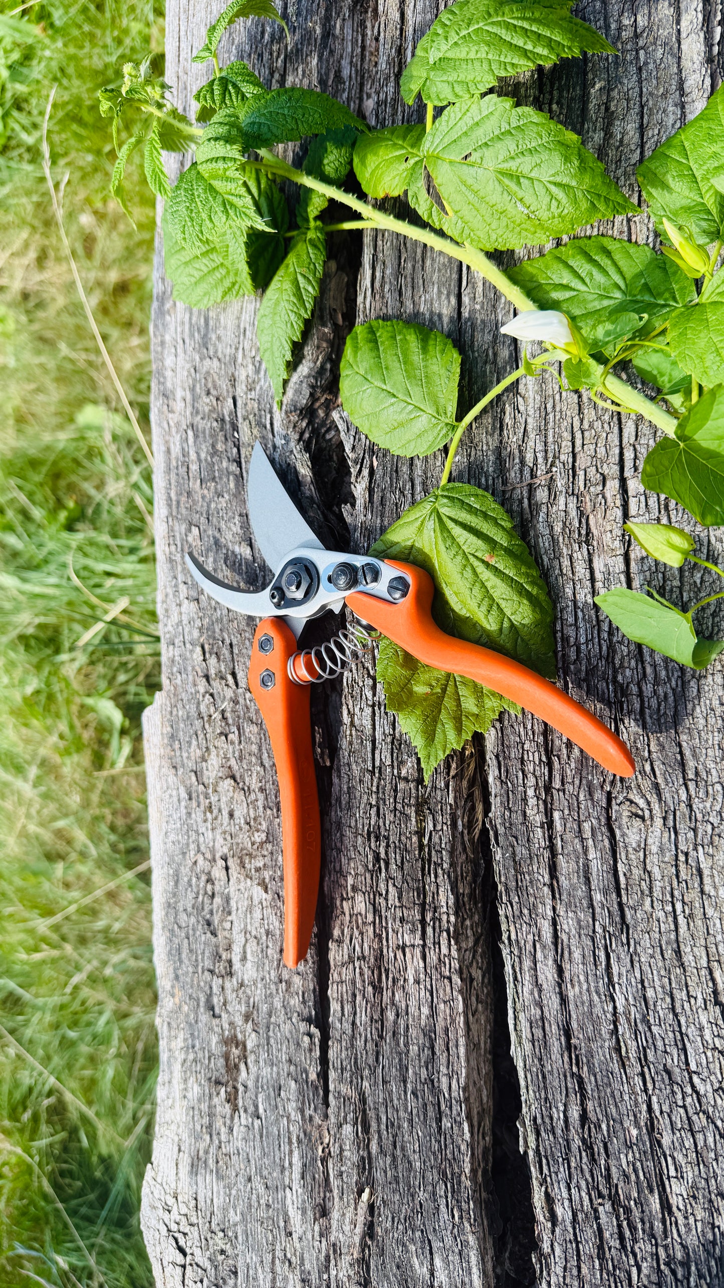 Original Löwe 11.107 Bypass Schere mit geschwungenen Griff und langem Blatt