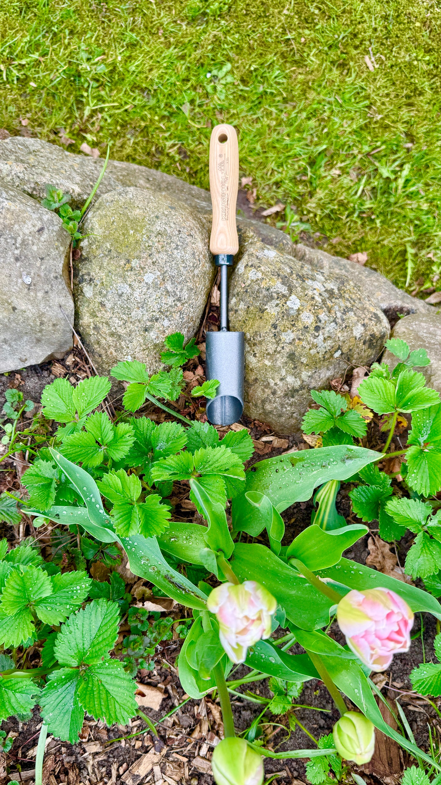 Krumpholz – Zwiebelpflanzer mit Eschengriff – Nr. 1327
