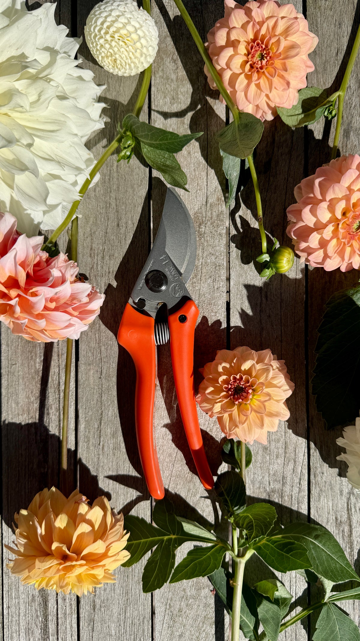 Original Löwe 14.107 Bypass scissors with curved handle