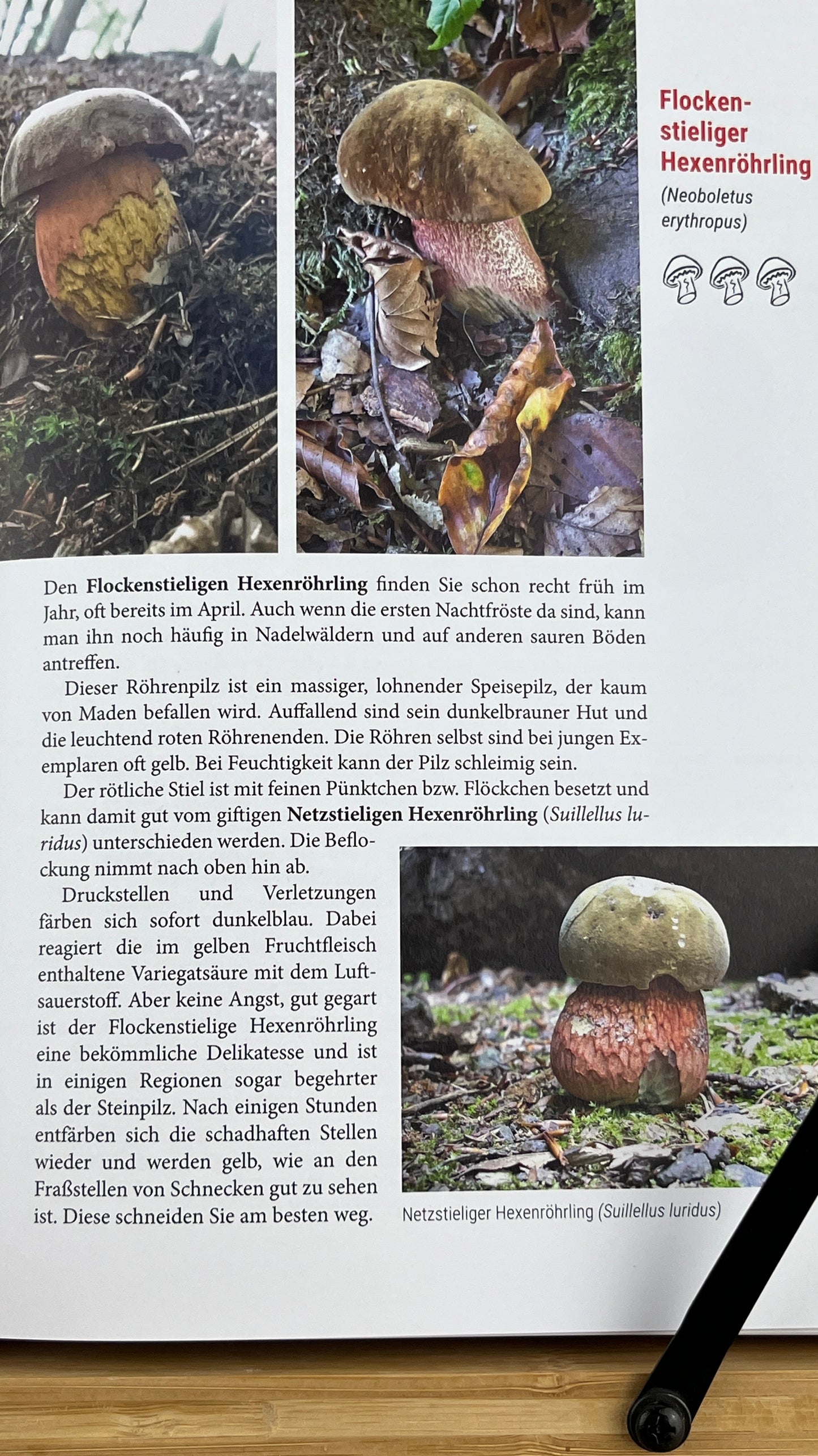 Buch Das große Pilzbuch