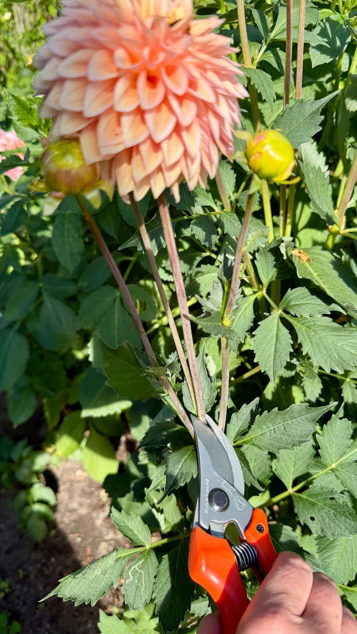 Original Löwe 14.107 Bypass scissors with curved handle