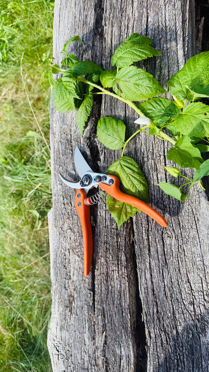 Original Löwe 11.107 Bypass Schere mit geschwungenen Griff und langem Blatt