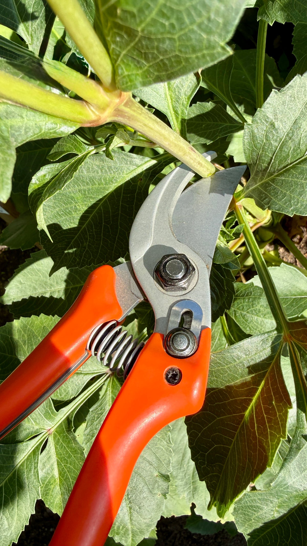 Original Löwe 14.107 Bypass scissors with curved handle