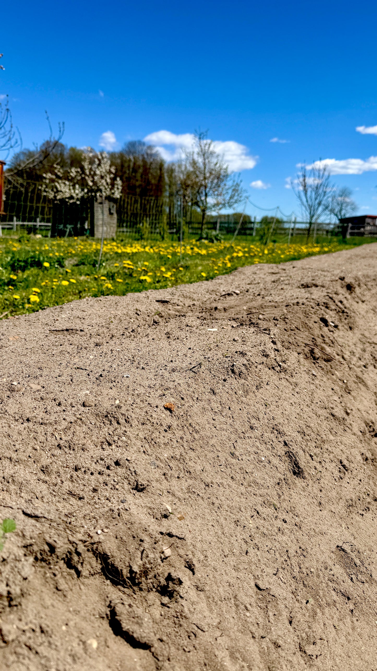 Krumpholz Unkraut- und Spargelstecher