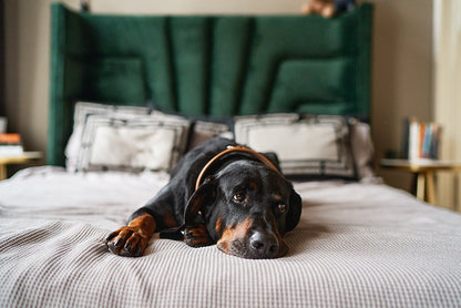Buch Glück mit Hunden zu leben