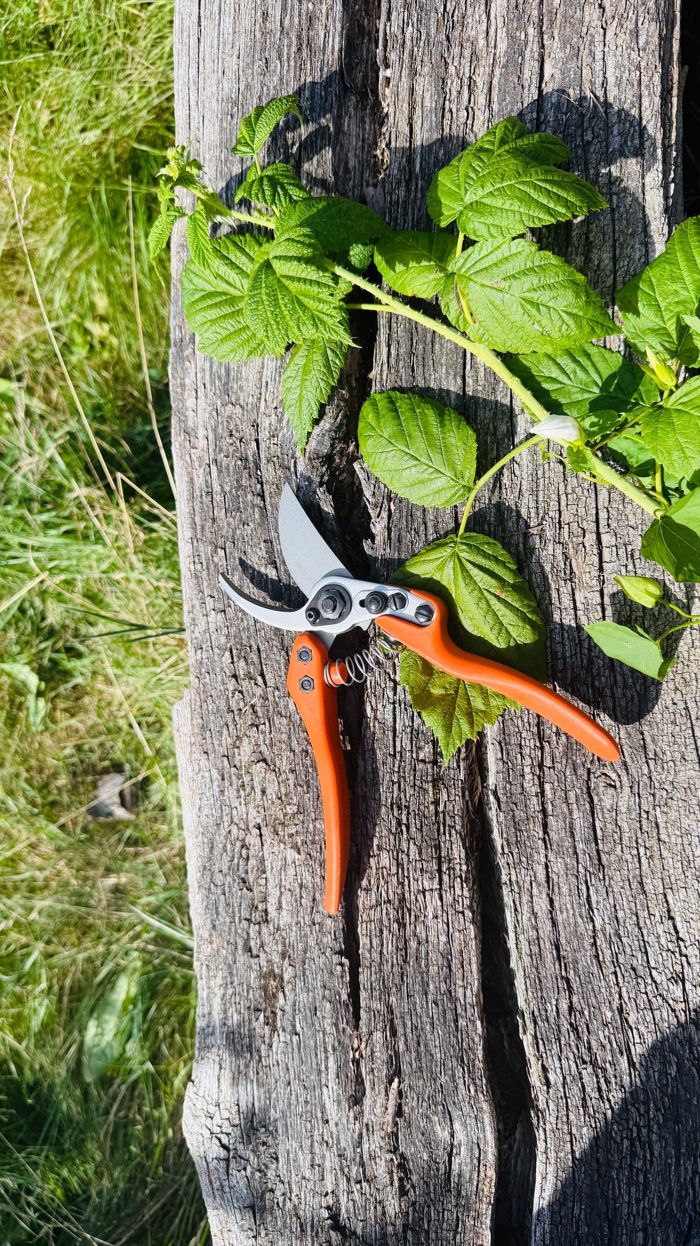 Original Löwe 11.107 Bypass Schere mit geschwungenen Griff und langem Blatt