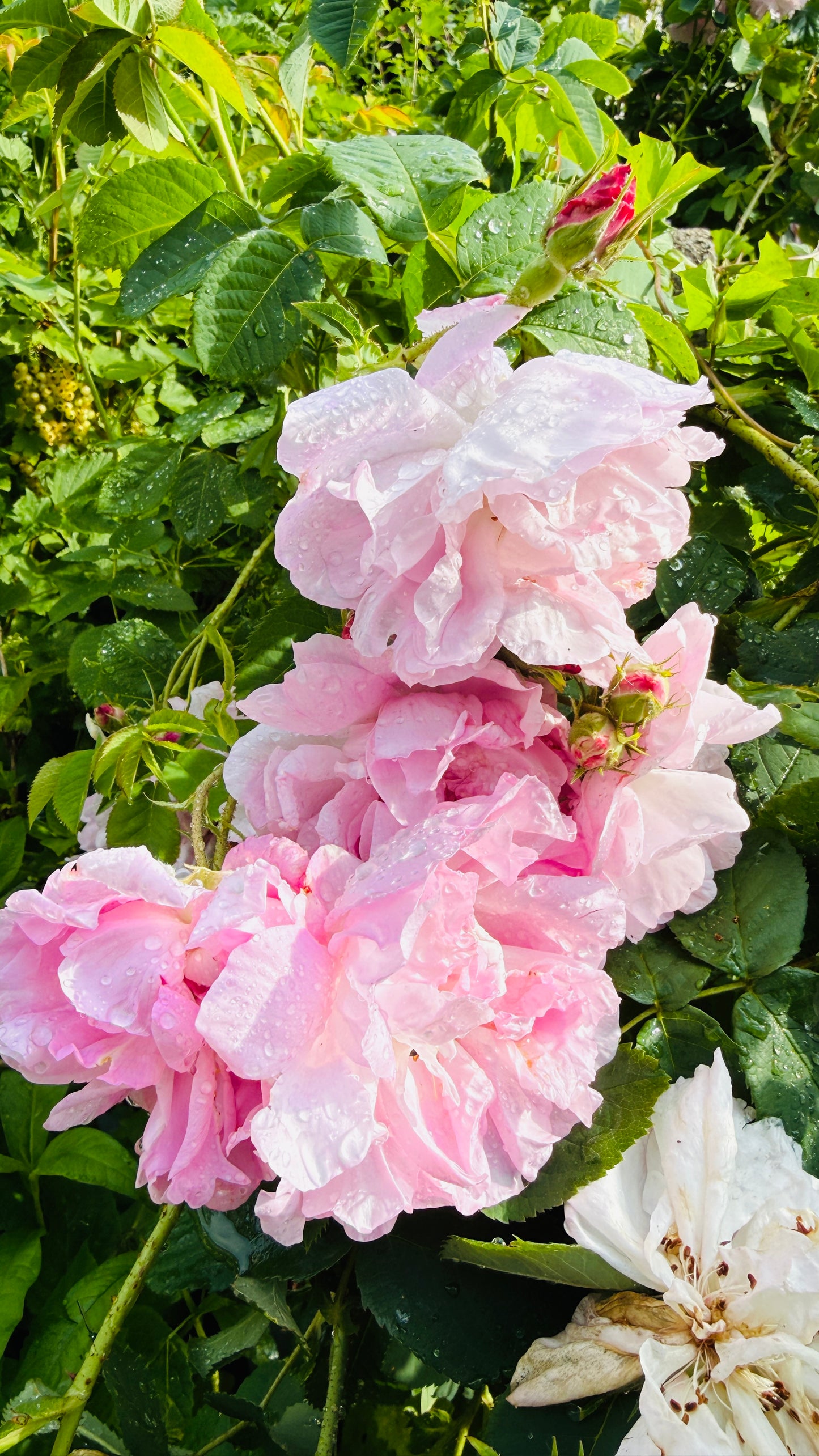 Geschenkset Buch Rosen & OriginalLöwe 9.107