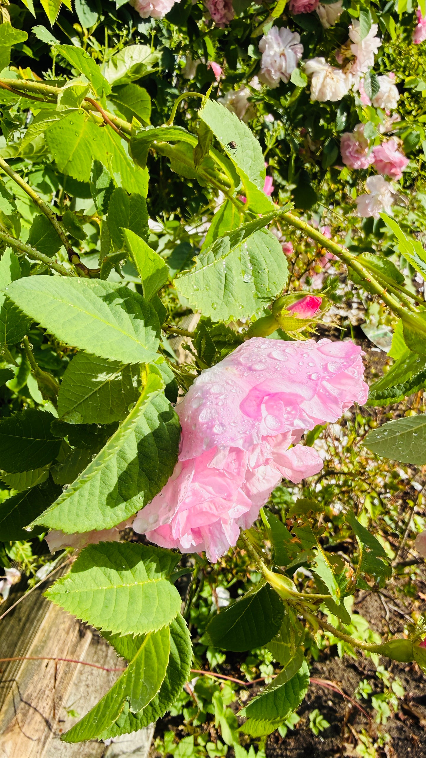 Geschenkset Buch Rosen & OriginalLöwe 9.107