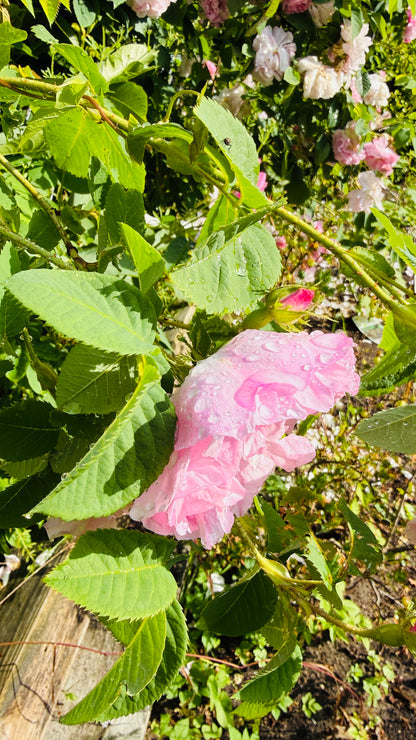 Geschenkset Buch Rosen & OriginalLöwe 9.107