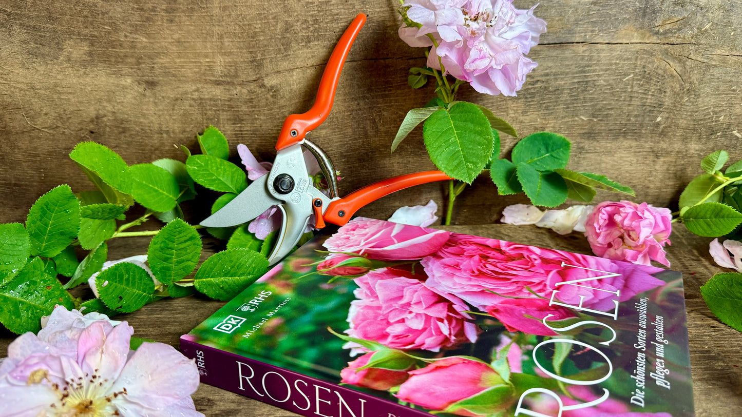 Geschenkset Buch Rosen & OriginalLöwe 9.107