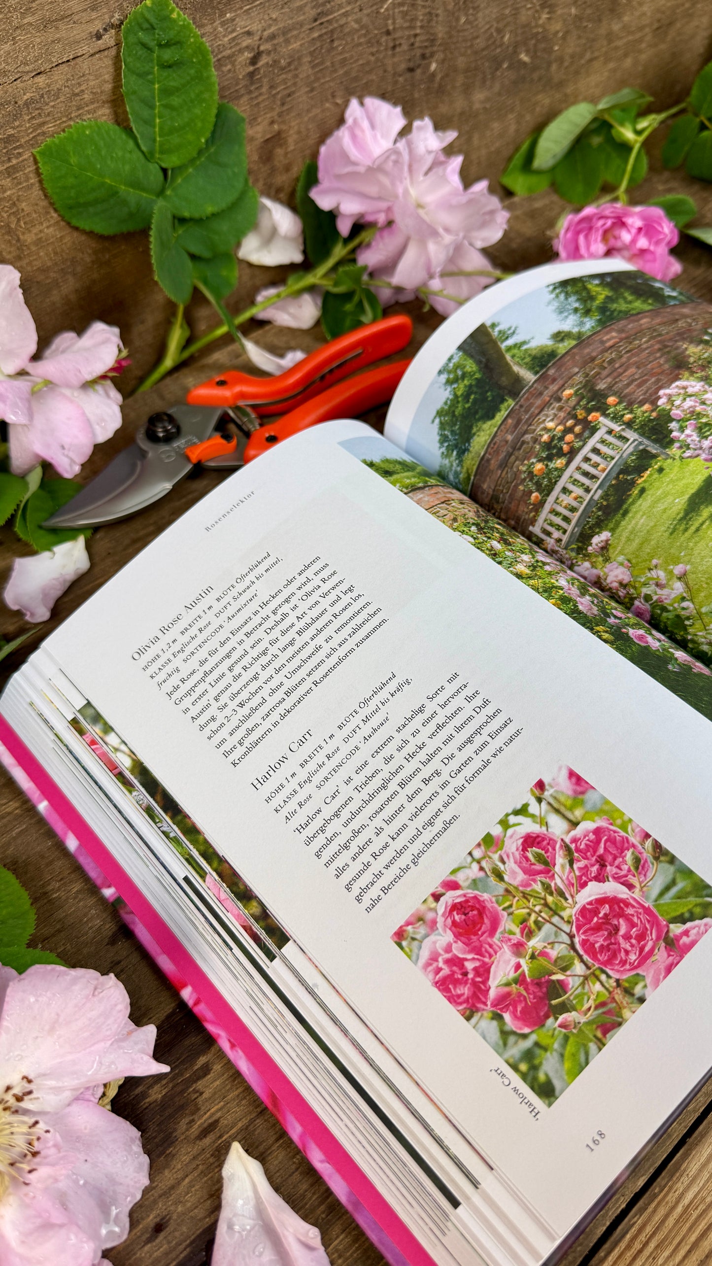 Geschenkset Buch Rosen & OriginalLöwe 9.107