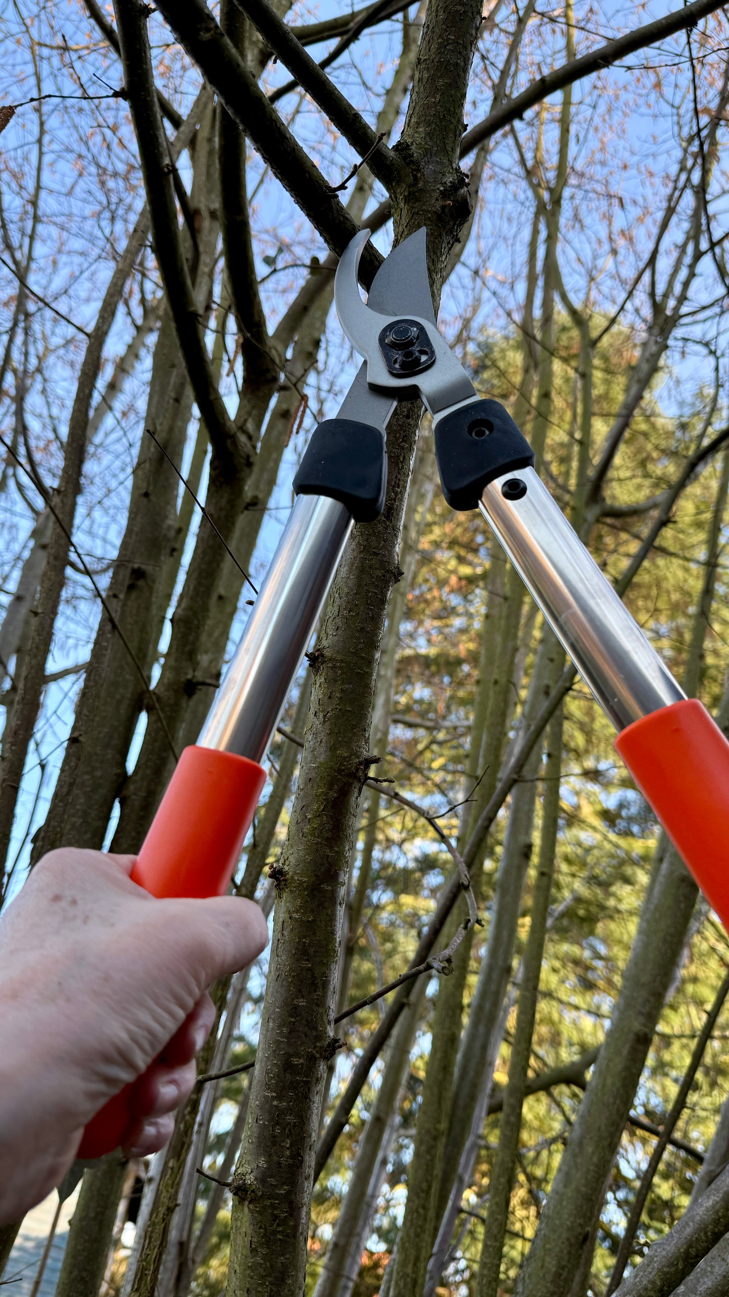 Original Löwe 31 – Astschere – Precision Clean Cut – Nr. 31.040 – 40 cm | Ø 30 mm
