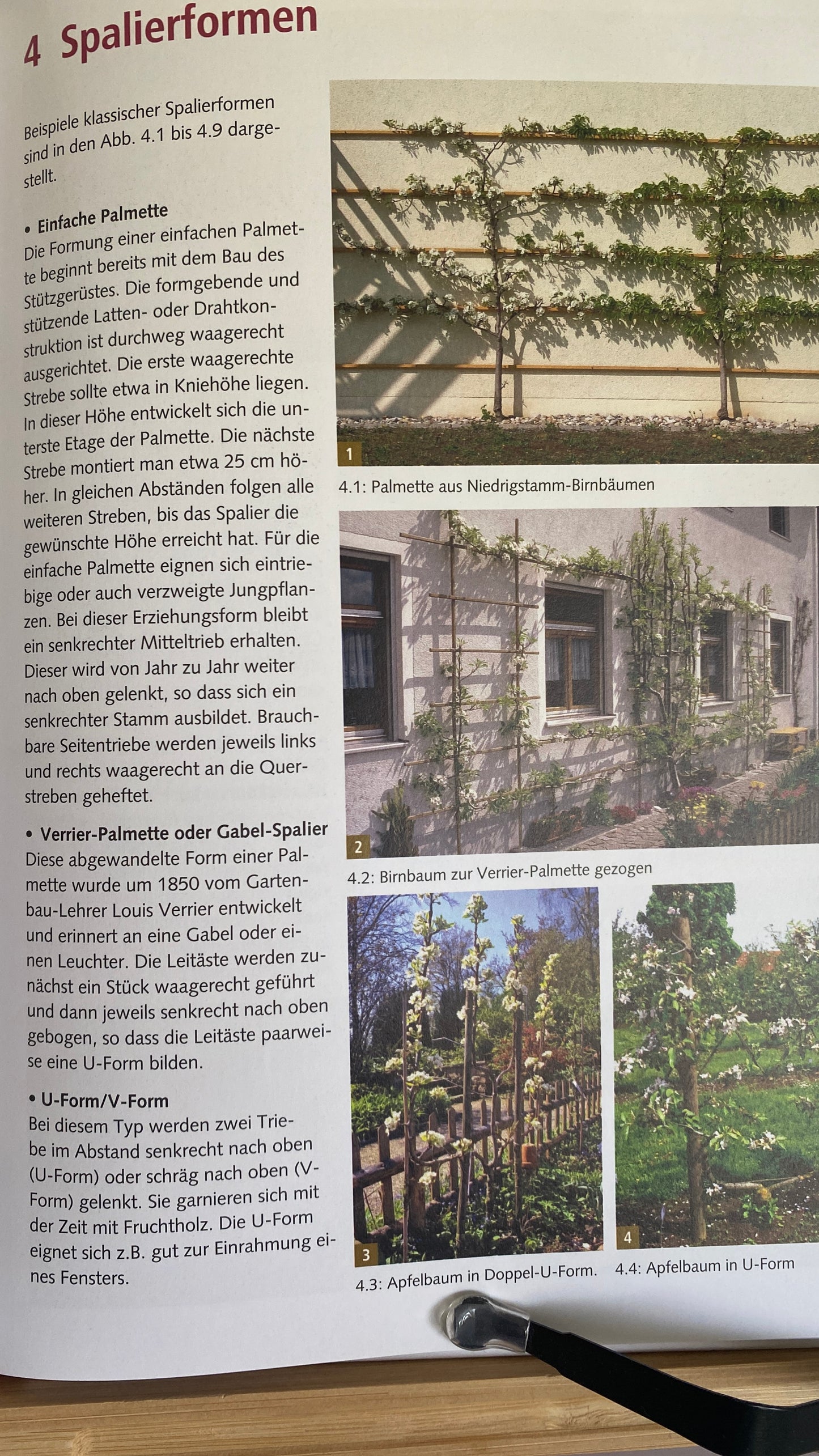 Buch Spalierobst im Hausgarten