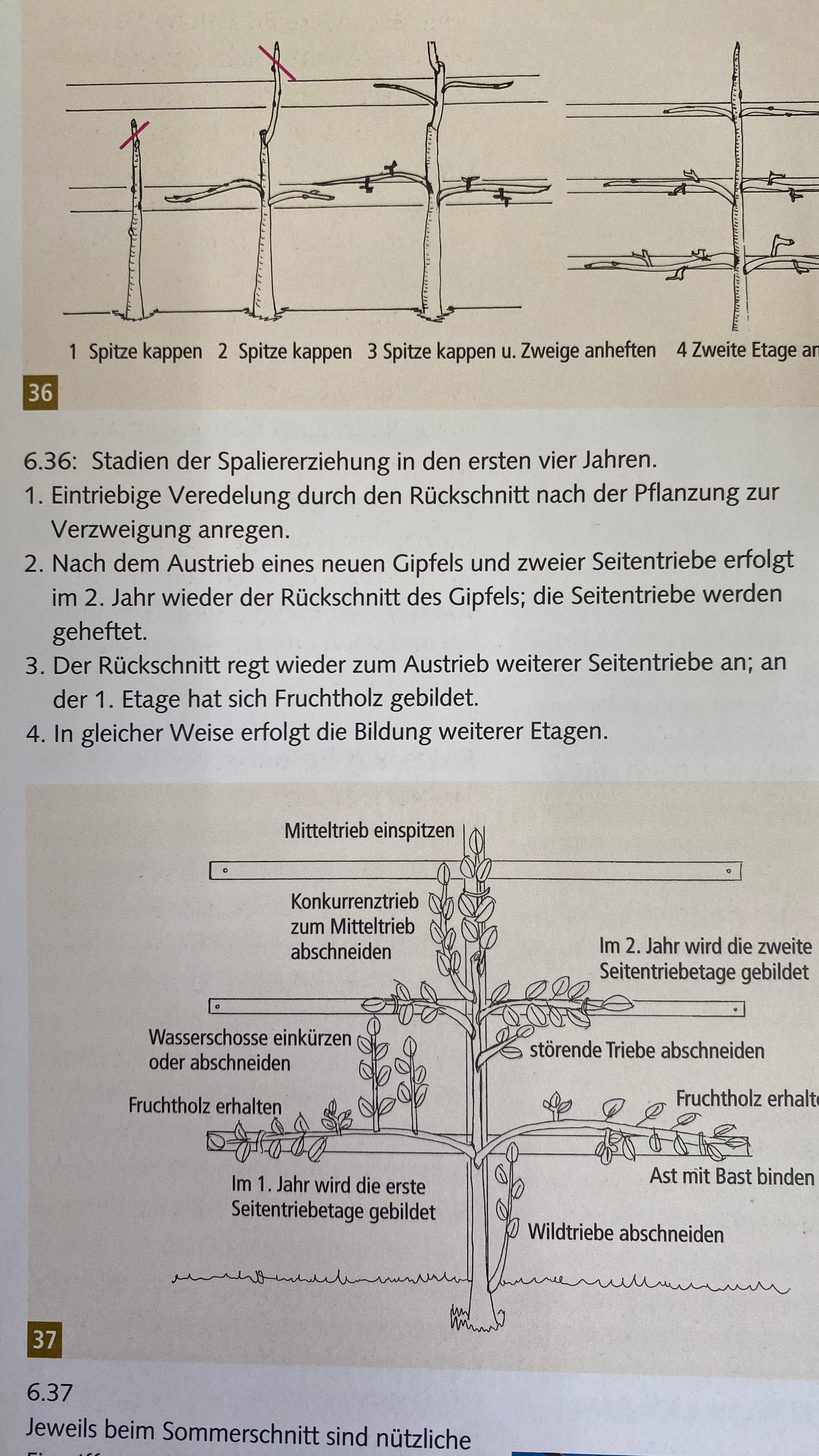 Buch Spalierobst im Hausgarten