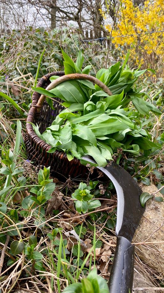 Krumpholz - Gartensichel / Sichel mit Eschen-Knopf-Stiel ca. 60 cm Gesamtlänge