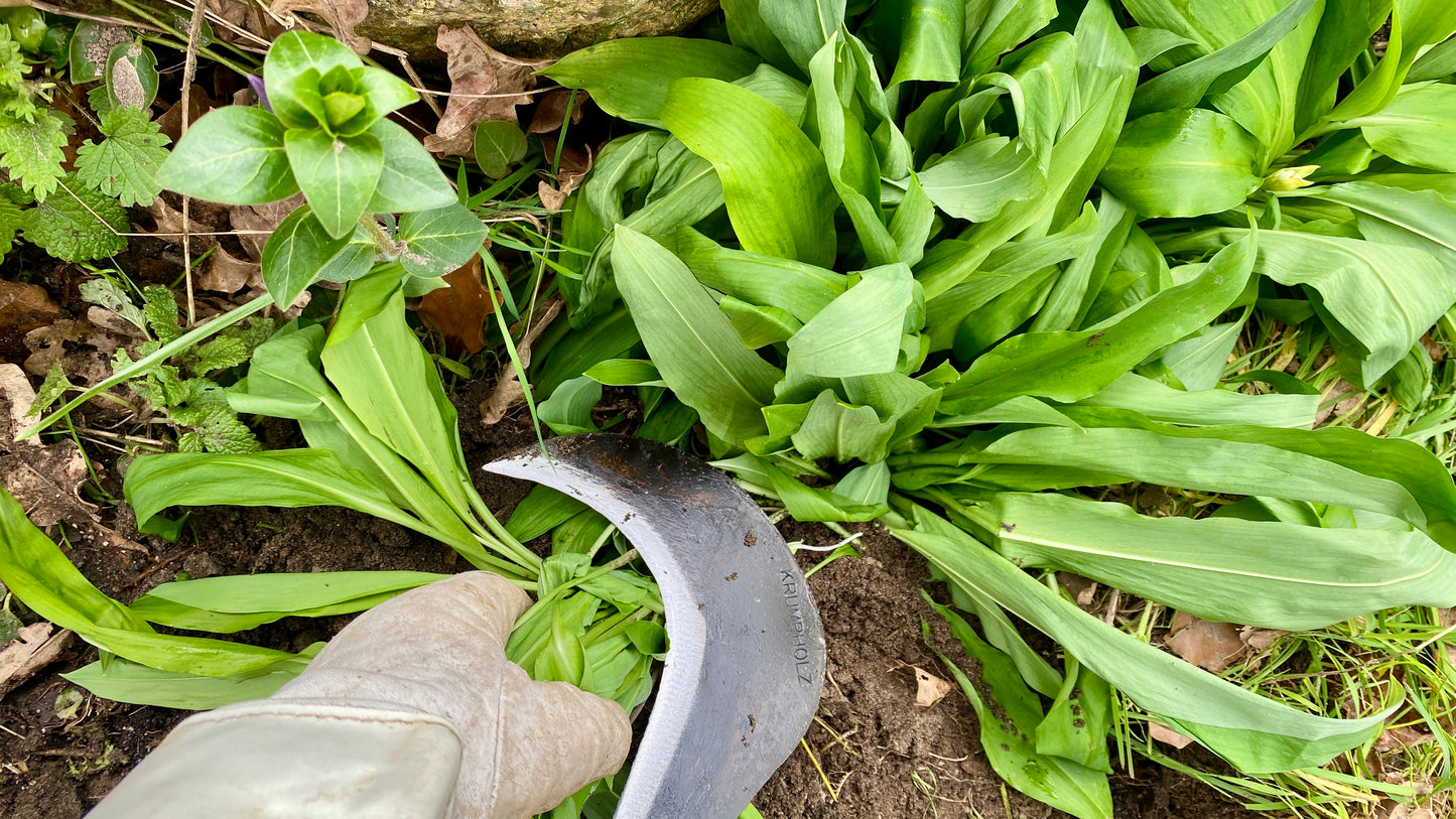 Krumpholz - Gartensichel / Sichel mit Eschen-Knopf-Stiel ca. 60 cm Gesamtlänge