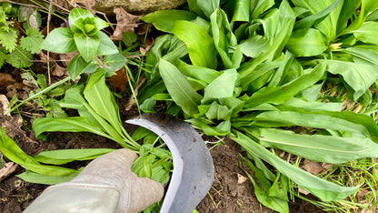 Krumpholz - Gartensichel / Sichel mit Eschen-Knopf-Stiel ca. 60 cm Gesamtlänge