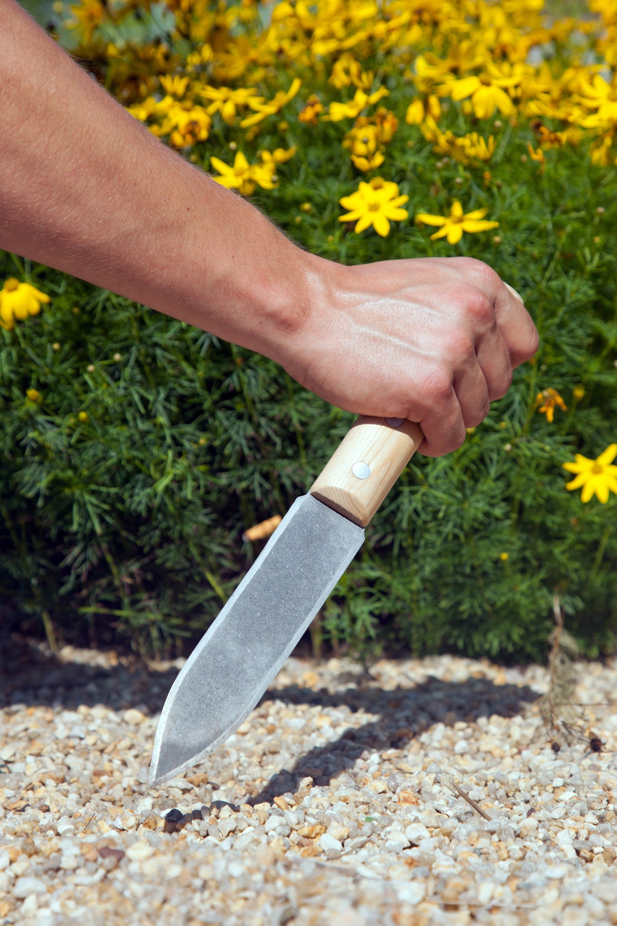 Krumpholz Pflanzmesser Nr. 1486 – 17 cm Klinge mit genietetem Eschengriff