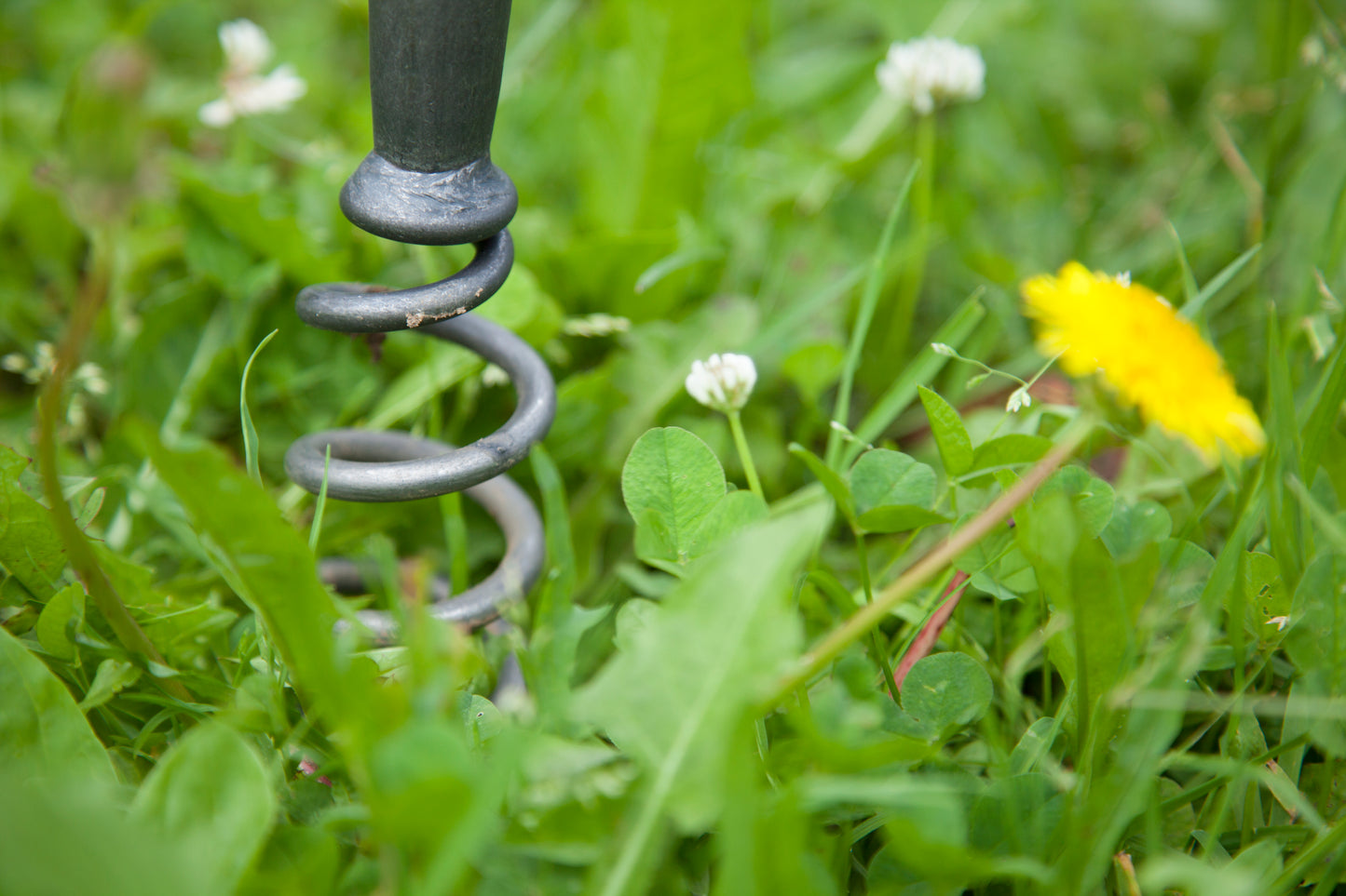 Krumpholz – Löwenzahnzieher mit 80 cm Eschenstiel – Nr. 1312