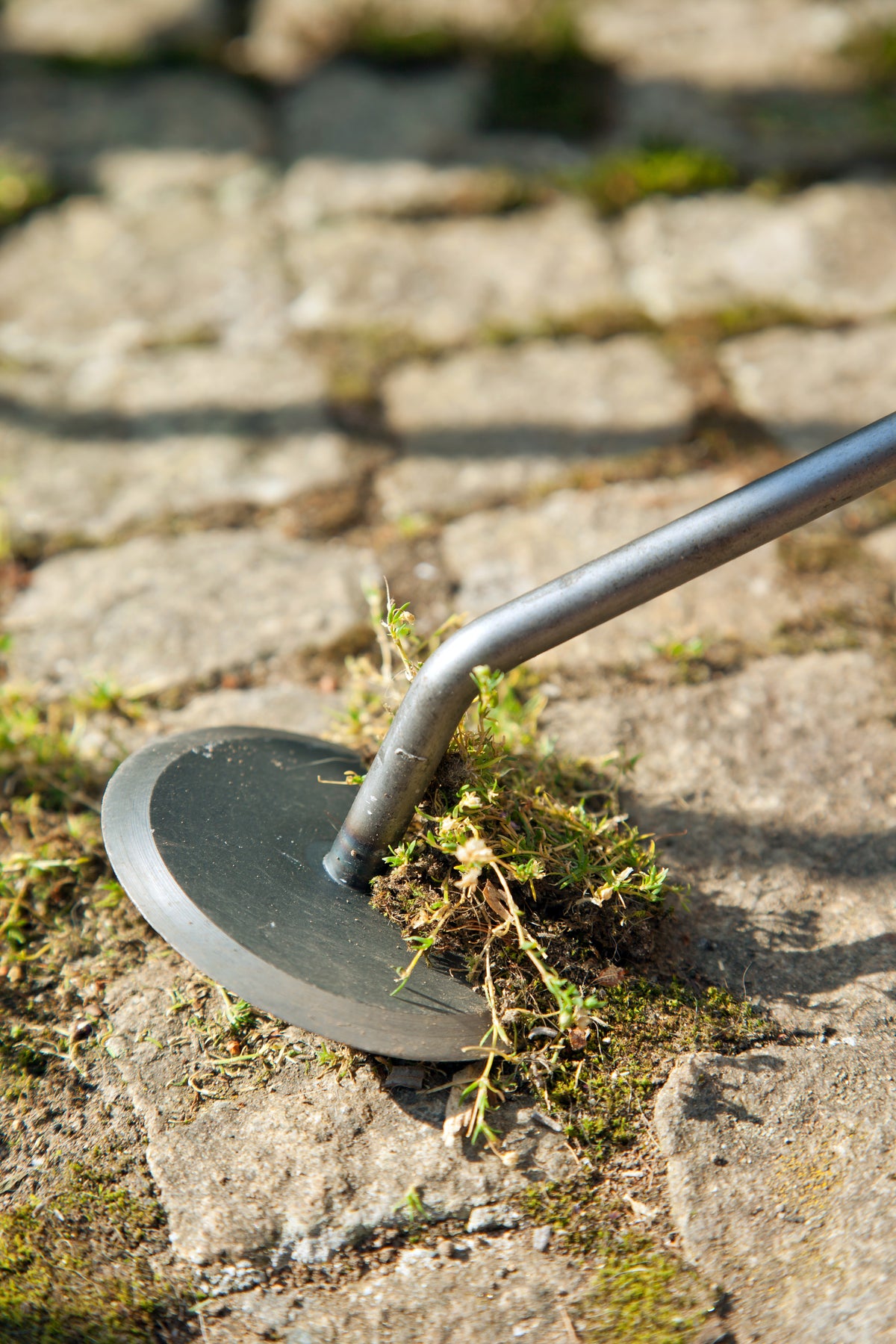 Krumpholz Gartendisk Nr. 1324 – Unkrautmesser mit 75 cm Eschenstiel