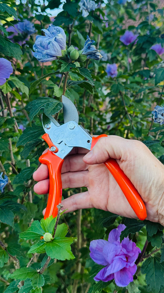 Original Löwe 5.107 Amboss-Schere mit geschwungenem Griff