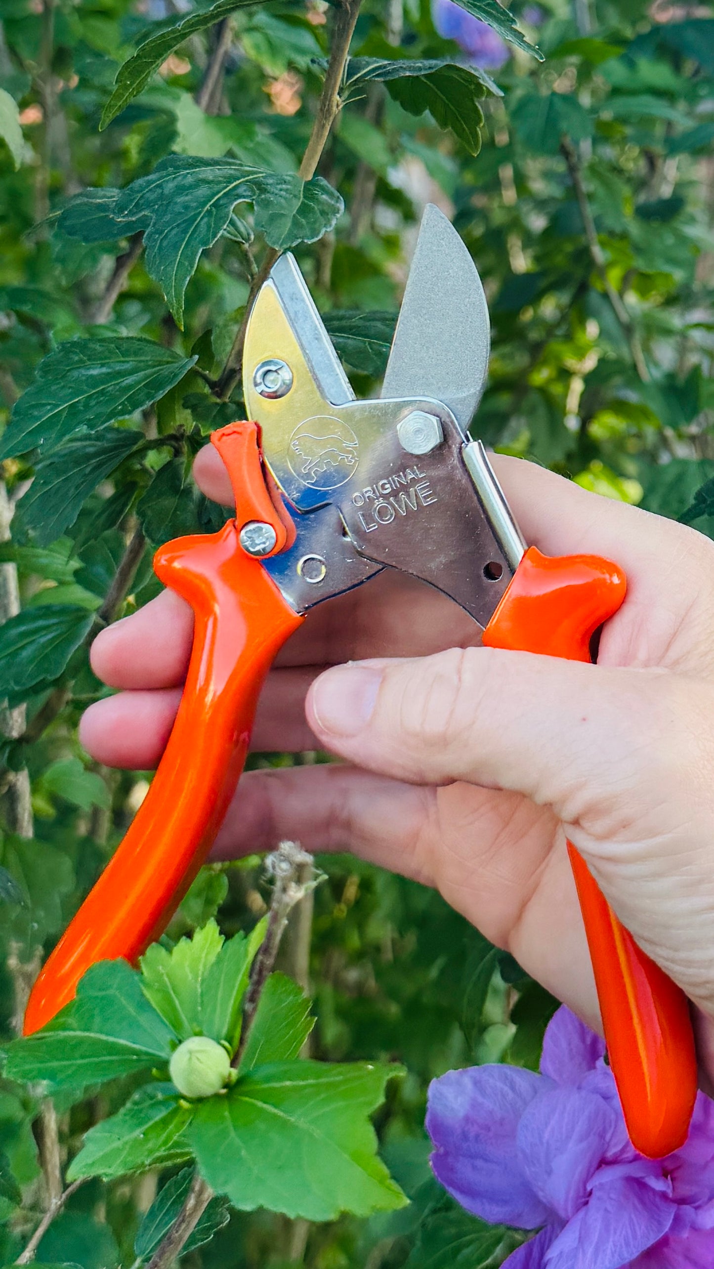 Original Löwe 5.107 Amboss-Schere mit geschwungenem Griff