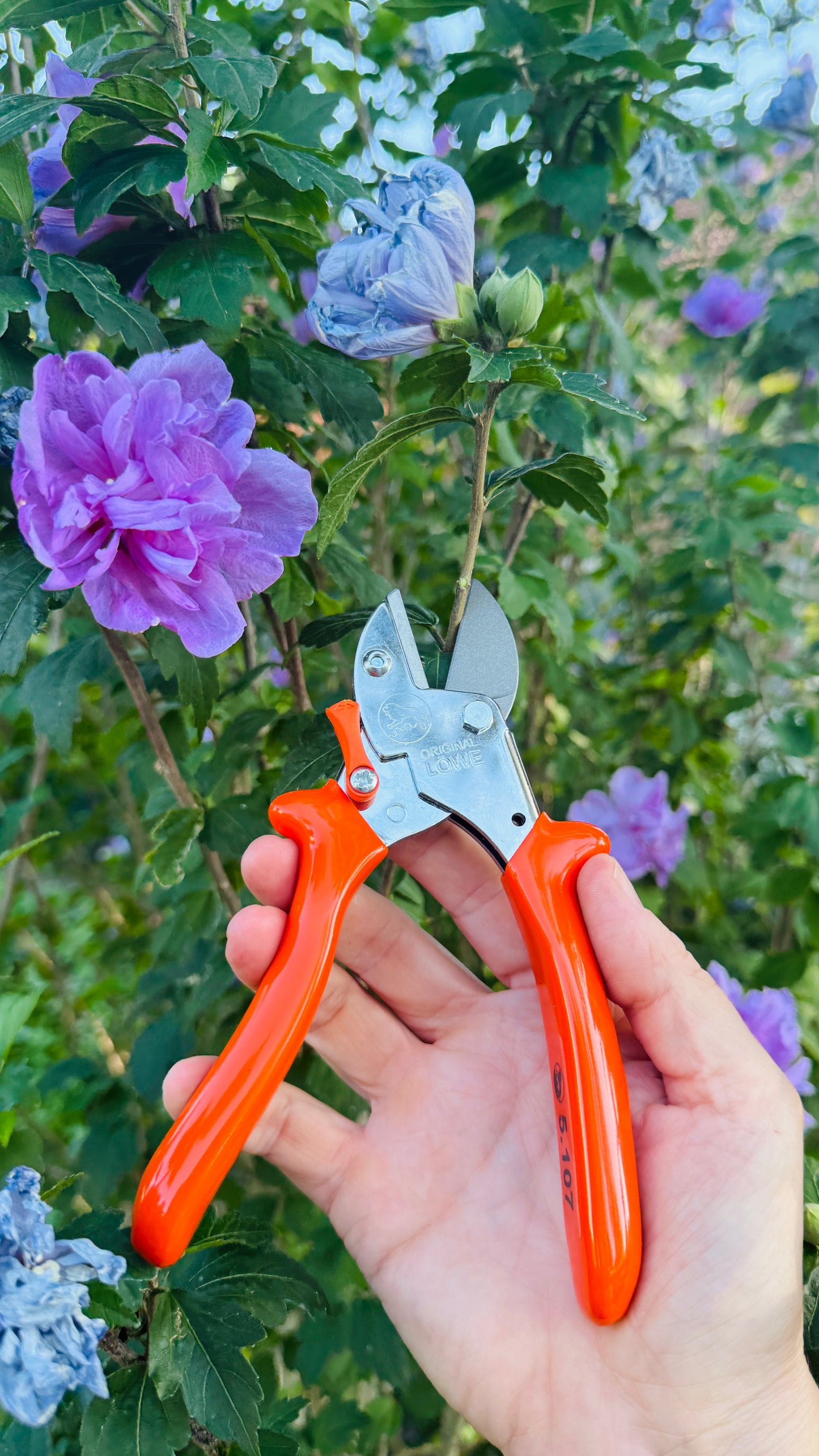 Original Löwe 5.107 Amboss-Schere mit geschwungenem Griff