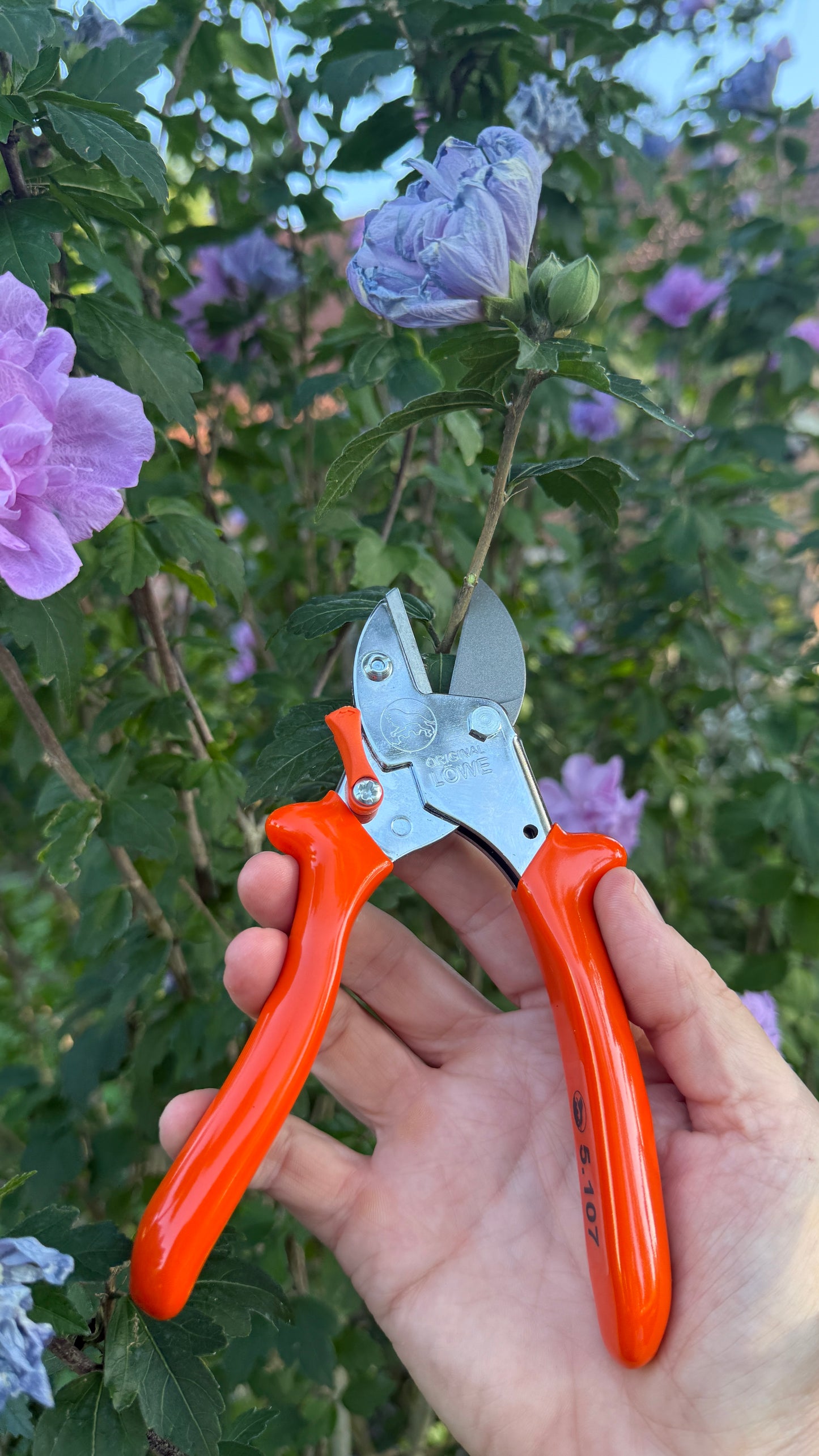 Original Löwe 5.107 Amboss-Schere mit geschwungenem Griff