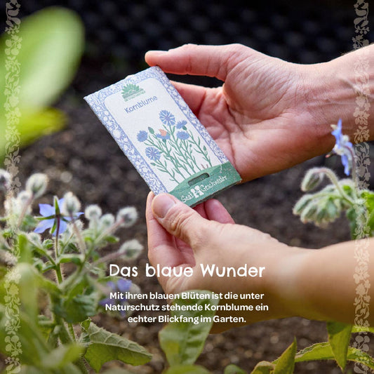 Kornblume (BIO)