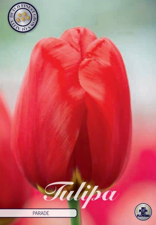 7 Tulpenzwiebeln in einer Tasche