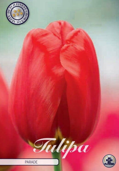 7 Tulpenzwiebeln in einer Tasche