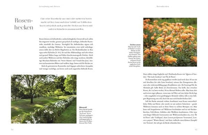 Buch Rosen - Die schönsten Sorten auswählen, pflegen und gestalten
