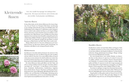 Buch Rosen - Die schönsten Sorten auswählen, pflegen und gestalten