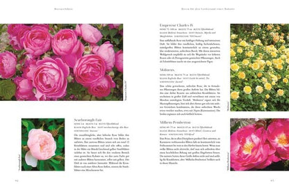 Buch Rosen - Die schönsten Sorten auswählen, pflegen und gestalten