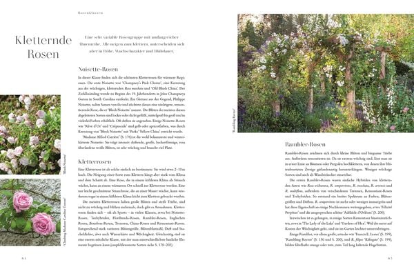 Buch Rosen - Die schönsten Sorten auswählen, pflegen und gestalten