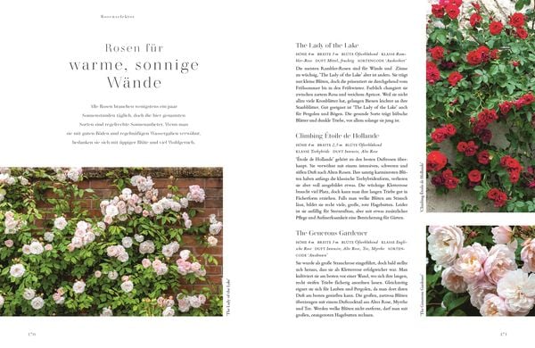 Buch Rosen - Die schönsten Sorten auswählen, pflegen und gestalten
