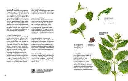 Wildkräuter Top 10 - Sammeln und kochen