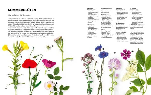 Wildkräuter Top 10 - Sammeln und kochen